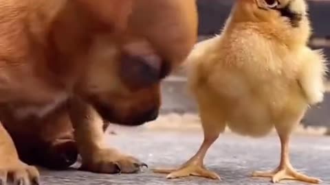 Very funny birds and animals