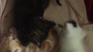 Tiny adorable kitten fight ends in licks and kisses!!!