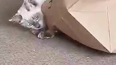 Clumsy Cat Wonders Around And Gets Tangled On An Uber Eats Bag