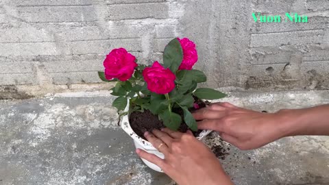 Growing Bougainvillea By Cutting Branches With Bananas Helps Us To Have Beautiful Flower Pots