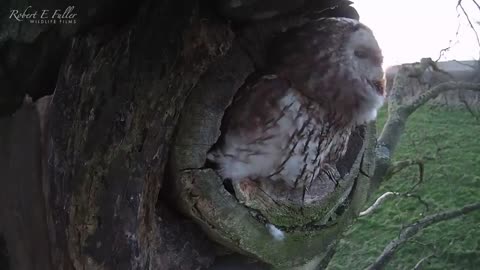 Tawny Owl Luna's Tragic Loss Has a Happy Ending🦉