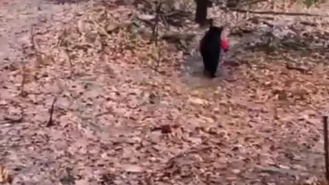 Bear Gets Himself A Christmas Present