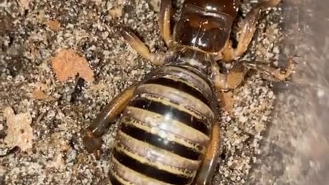 Found this chubby little Jerusalem Cricket! ❤️