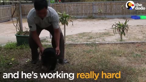 This Baby Bear Is Learning How To Walk