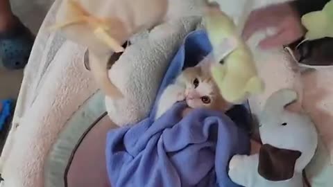 Kitten Loves Rocking In Baby Swing