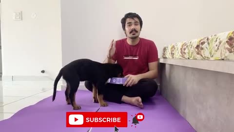 HOW TO TRAIN YOUR PUPPY FOR FOOD DISCIPLINE | 3 MONTHS OLD ROTTWEILER PUPPY TRAINING | DOG TRAINING