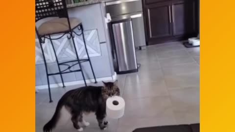 Cat funny video with tissue