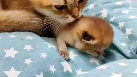 😻🐾"Adorable Cat and Kitten Family Moments"🐾😻