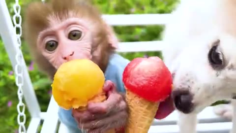 Monkey Baby Bon Bon Bathing In The Bathroom With Eating Watermelon With Ducklings Side Swimming Pool