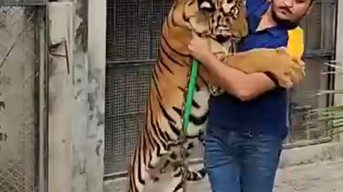 Hug with Big Tiger | Nouman Hassan|