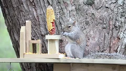 Cute Squirrel Video to Watch | Relaxing Videos