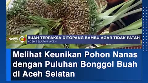 Melihat Keunikan Pohon Nanasdengan Puluhan Bonggol Buah di Aceh Selatan