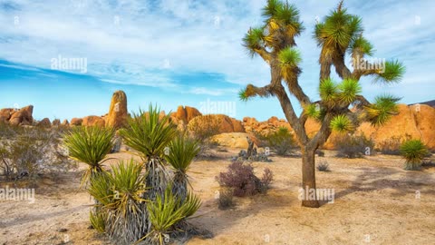 Joshua Tree In The Desert