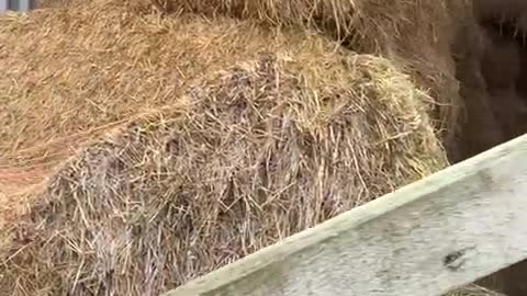 Mob of Black Kittens Chill in Hay Stacks