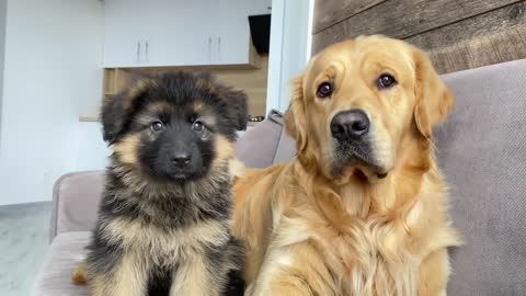 My German Shepherd Puppy Has an Argument with My Dog