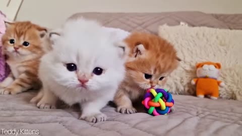 Cute cats game