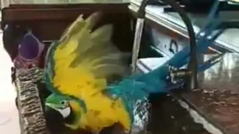 Too beautiful, Brazilian macaw