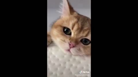 Funny Cat Videos Guaranteed to Make You Feel Paw-some!