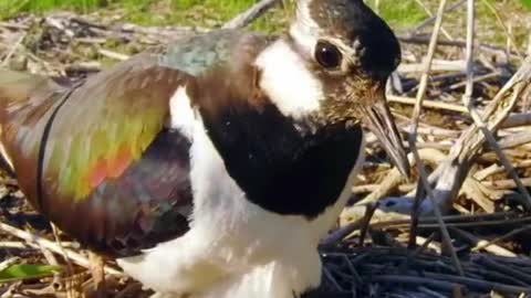 lapwing cool