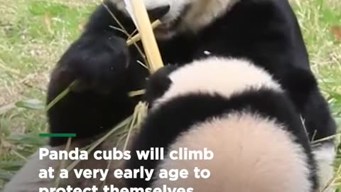 Here's what you need to know about panda cubs and what they eat! 🐼 Smithsonian Channel