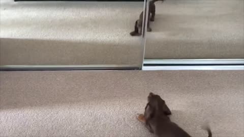 Adorable Puppy Playing With Its Reflection in the Mirror