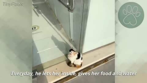 A stray cat asked to go inside a shop during heatwave