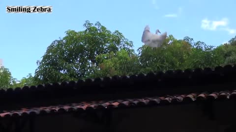 EGRET EATS MOUSE