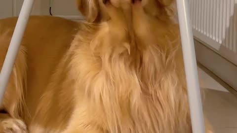 Golden retriever and baby become best friend