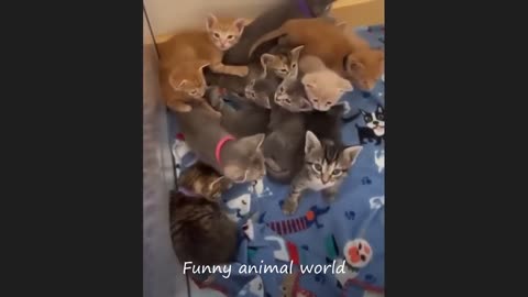 Funny Cat Videos #6