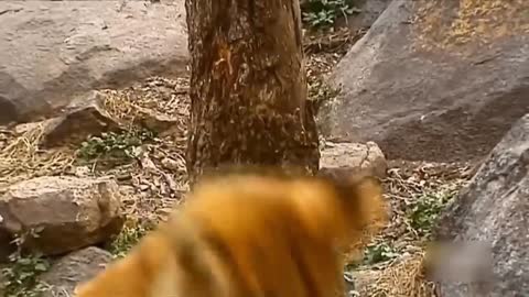 Baboon provokes lion