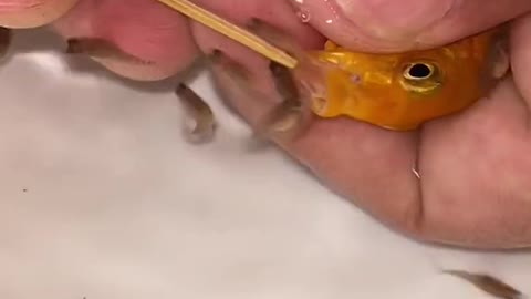 Yellow princess fish gave birth to 22 baby fish