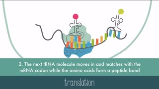 protein synthesis