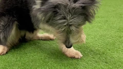 Border Collie Does Tricks