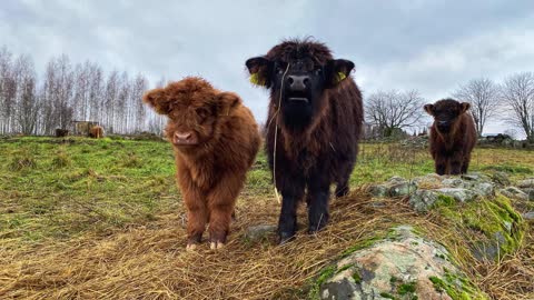 Scottish Highland Cattle In Finland Hay bales got cows moving