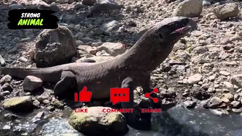 Komodo Dragon: "Ferocious Carnivore with an Insatiable Hunger for Carrion!"