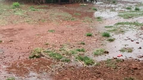 Mama Dog Saves Her Puppies From Storm