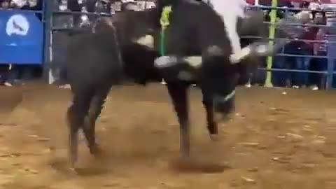 Bullrider