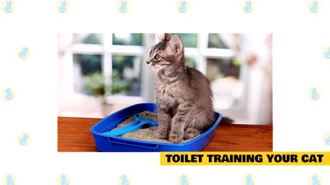 Cats Tips 101 Basic Cat Training Tips