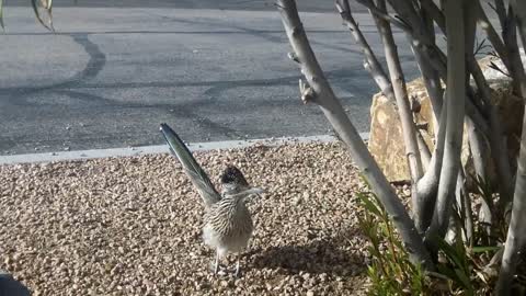 Greater Roadrunner bird running in for Fast Food