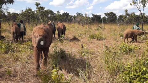 Elephants On Unexpected Quest!