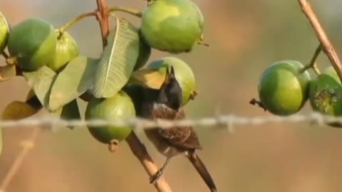 Beautifull wild birds video