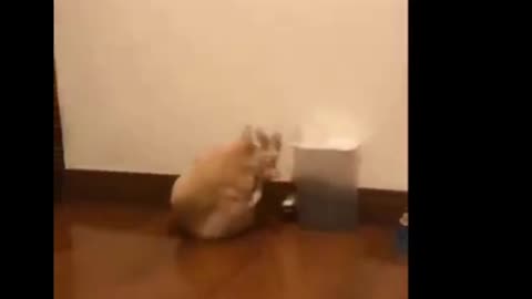 Funny animal video clip part 5, cute kitten