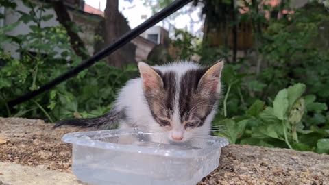 Incredibly cute little kittens