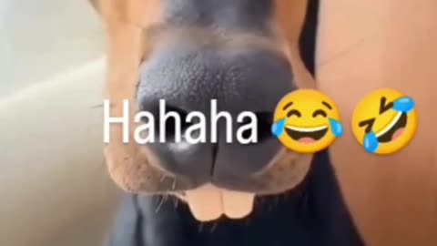 Funny dog