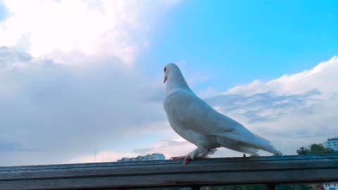 Pigeon Bird Cute Wing Fly Beautiful Icon Symbol