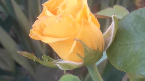 Unopened rose bud