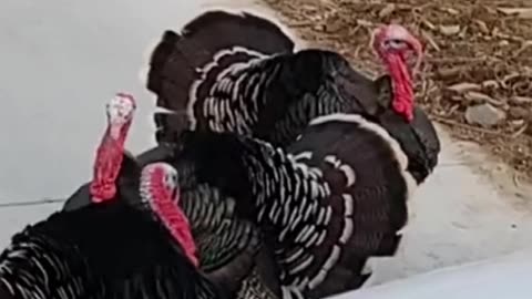 🐓Stop Watching These 😂 _ #funnyanimals #shorts