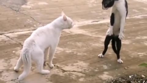 kucing silat