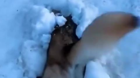 Dog playing in snow