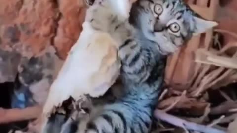 Cat video